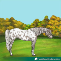 Horse Color:White Spotted Silver Grullo Sabino Splash Near Leopard Rabicano Brindle