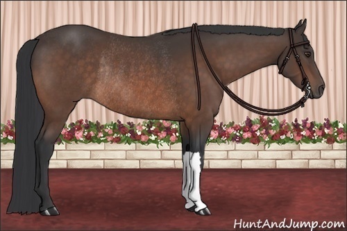 Horse Color:Brown Rabicano 