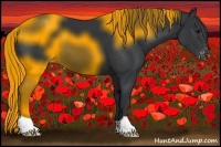 Horse Color:Black Appaloosa 