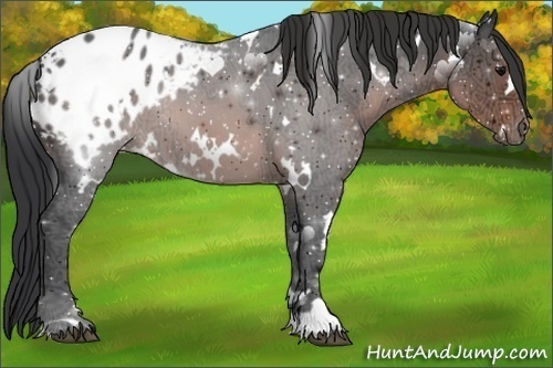 Horse Color:White Spotted Brown Ice Appaloosa