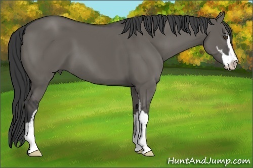 Horse Color:Grullo Sabino