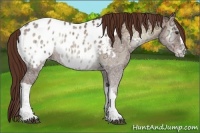 Horse Color:Red Onyx Ice Appaloosa Rabicano
