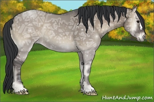 Horse Color:Grullo Ice Onyx 