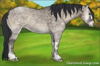 Horse Color:Grullo Ice Onyx 