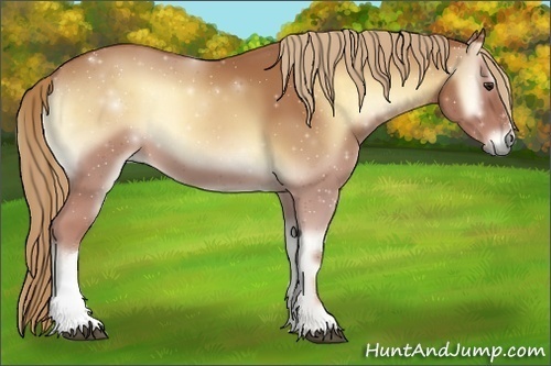 Horse Color:ERROR: UNKNOWN ANOMALY
