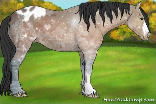 Horse Color:Brown Ice Appaloosa