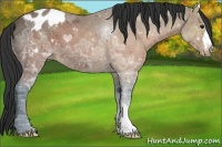Horse Color:Brown Ice Appaloosa 
