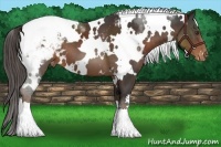 Horse Color:White Spotted Liver Chestnut Varnish