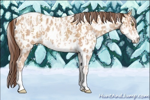Horse Color:Sable Champagne Splash Appaloosa  and White Spotted Amber Champagne Roan Appaloosa 