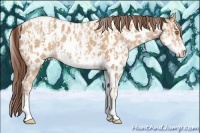 Horse Color:Sable Champagne Splash Appaloosa and White Spotted Amber Champagne Roan Appaloosa