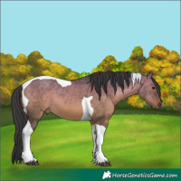 Horse Color:Brown Dun Tobiano 