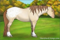 Horse Color:Bay Pearl Dun Appaloosa 
