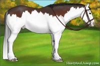 Horse Color:Bay Splash 