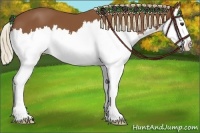 Horse Color:Chestnut Splash 