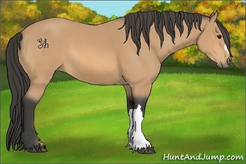 Horse Color:Buckskin
