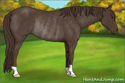 Horse Color:Liver Chestnut Rabicano