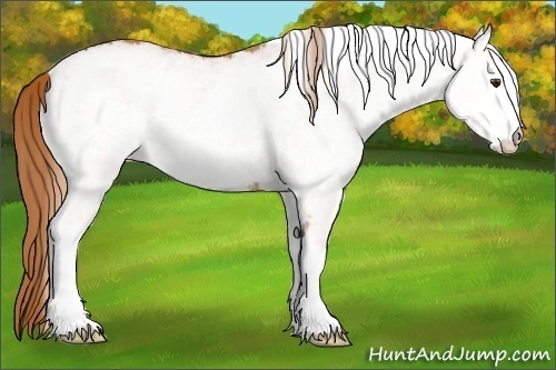 Horse Color:White Spotted Chestnut