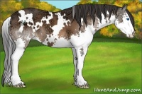 Horse Color:White Spotted Bay Ice Splash