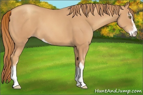Horse Color:Gold Champagne Sabino 
