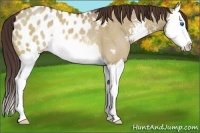 Horse Color:Bay Dun Sabino Splash Blanket Rabicano 