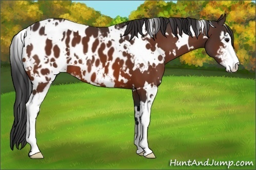 Horse Color:White Spotted Bay Sabino Appaloosa 