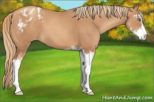 Horse Color:Gold Champagne Sabino Appaloosa 