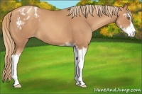 Horse Color:Gold Champagne Sabino Appaloosa 
