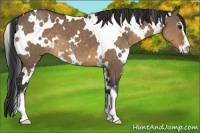 Horse Color:White Spotted Brown Dun Sabino 