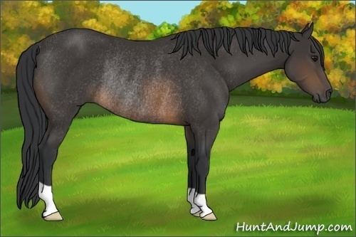 Horse Color:Buckskin Rabicano 