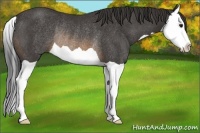 Horse Color:Buckskin Splash Rabicano