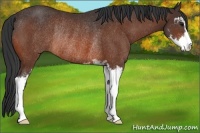 Horse Color:Bay Sabino Rabicano