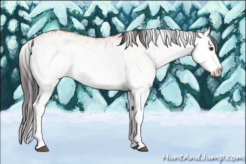 Horse Color:White Spotted Bay Splash  and White Spotted Bay Roan Splash 