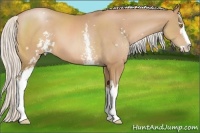 Horse Color:White Spotted Silver Brown Pearl Sabino 