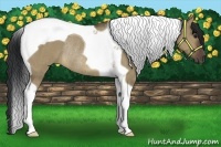 Horse Color:Brown Dun Tobiano Rabicano