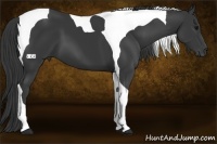 Horse Color:Black Tobiano 