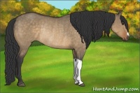 Horse Color:Buckskin Dun Rabicano