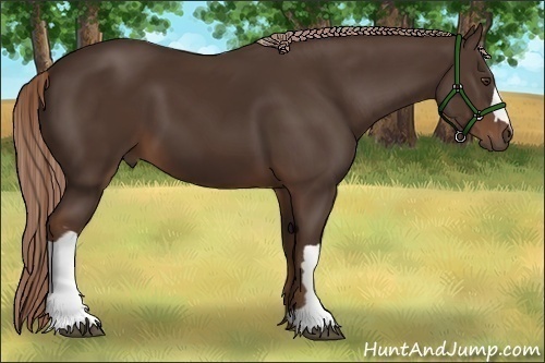 Horse Color:Liver Chestnut 