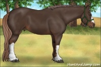 Horse Color:Liver Chestnut 