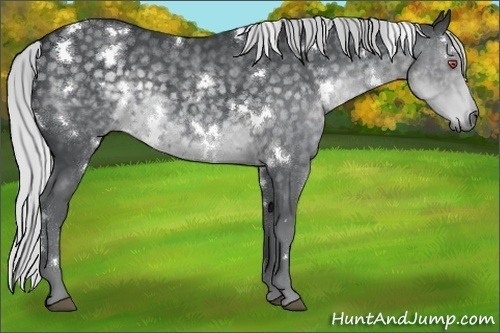Horse Color:White Spotted Silver Black Chinchilla 