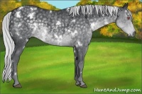 Horse Color:White Spotted Silver Black Chinchilla 
