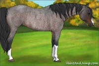 Horse Color:Brown Roan Rabicano 