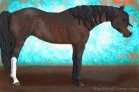 Horse Color:Brown Rabicano 