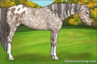 Horse Color:Sable Champagne Appaloosa 