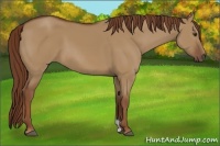 Horse Color:Red Dun 
