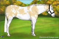 Horse Color:White Spotted Silver Buckskin Dun Sabino Splash 