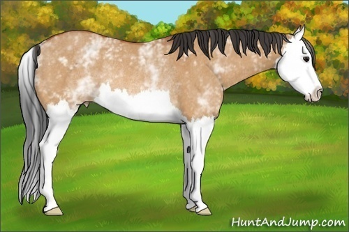 Horse Color:White Spotted Bay Dun Splash Rabicano 