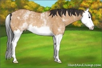 Horse Color:White Spotted Bay Dun Splash Rabicano 