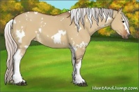 Horse Color:White Spotted Silver Bay Dun 