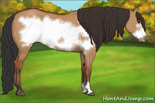 Horse Color:Bay Dun Frame Rabicano 