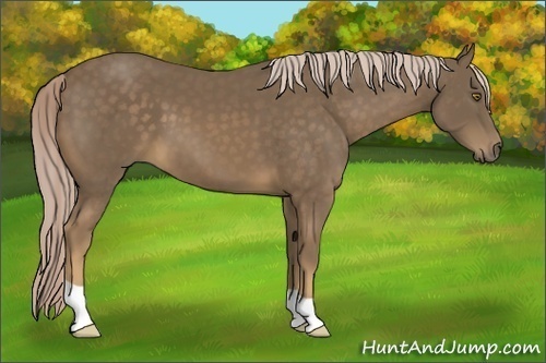 Horse Color:Chocolate Palomino 